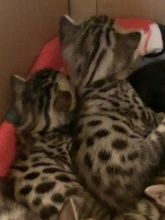 Bengal kittens