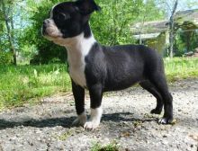 Boston Terriers for Adoption (716) 402 8078