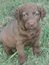 Chesapeake Bay Retriever Puppies (716) 402 8078