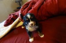 Good Looking Bernese Mountain Puppies (716) 402 8078