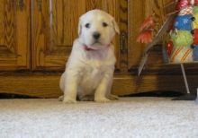 Home Trained Labrador Retriever Puppies (716) 402 8078