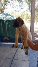 KC Bullmastiff Puppies (716) 402 8078