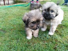 Lhasa Apso Puppies (716) 402 8078