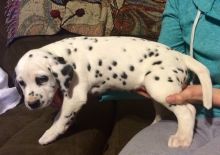 Male and Female dalmatian puppies (716) 402 8078