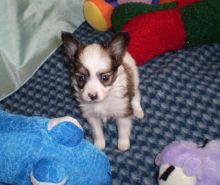 MALE AND FEMALE PAPILLON PUPPIES (716) 402 8078