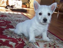 Male and Female West Highland White Terrier Puppies (716) 402 8078