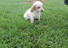 Maltipoo Puppies Ready For New Home (716) 402 8078