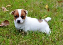 Parson Jack Russell Terrier Puppies (716) 402 8078