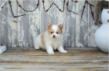 Priceless White Pomeranian Puppy (716) 402 8078
