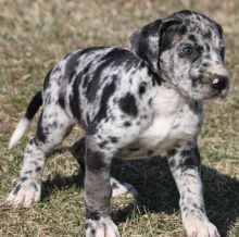 Purebred Great Dane puppies (716) 402 8078