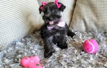 Schnauzer puppies for new family (716) 402 8078