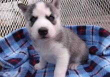 Siberian Husky Puppies for Available (716) 402 8078