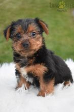 Sweet little Yorkie puppy 8722557043