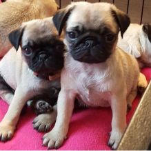 Top Quality pug puppies available (716) 402 8078