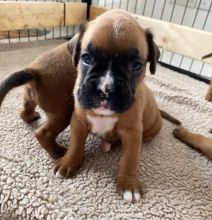 Two Friendly Boxer Puppies Available (716) 402 8078