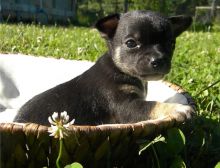 uofcf Two Chihuahua Puppies For Re-homing 716 402 8078