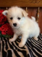 Vaccinated Shiba Inu Puppies For Sale Now ,, (716) 402 8078