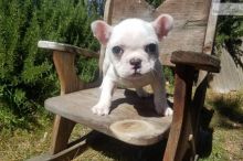 Well Trained French Bulldog Puppies 716 402 8078