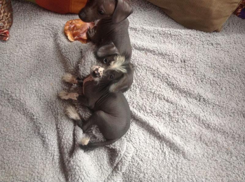 ADORABLE CHINESE CRESTED PUPPIES (716) 402 8078 Image eClassifieds4u