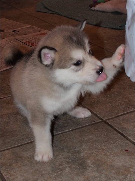 Alaskan Malamute Puppies (716) 402 8078 Image eClassifieds4u