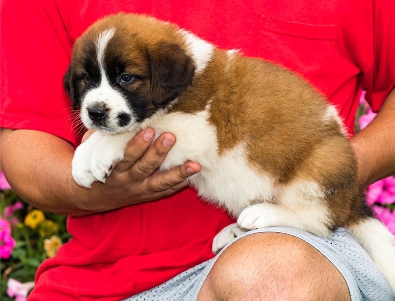 Beautiful Saint Bernard Puppies For Sale (716) 402 8078 Image eClassifieds4u