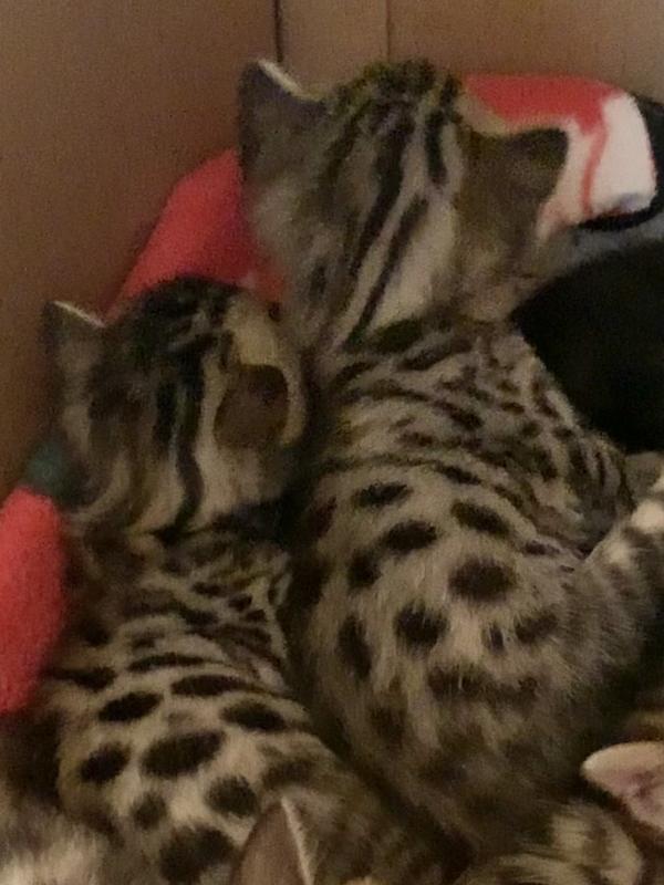 Bengal kittens Image eClassifieds4u