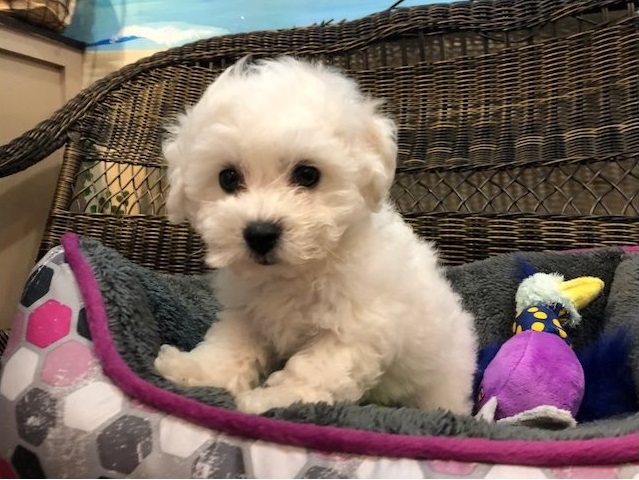Bichon Frise puppy for home (716) 402 8078 Image eClassifieds4u