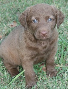 Chesapeake Bay Retriever Puppies (716) 402 8078 Image eClassifieds4u