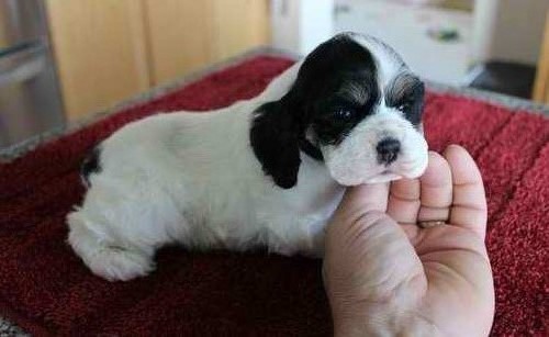 er Spaniel For Rehoming (716) 402 8078 Image eClassifieds4u