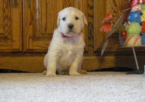 Gorgeous Labrador Retrievers Puppies (716) 402 8078 Image eClassifieds4u