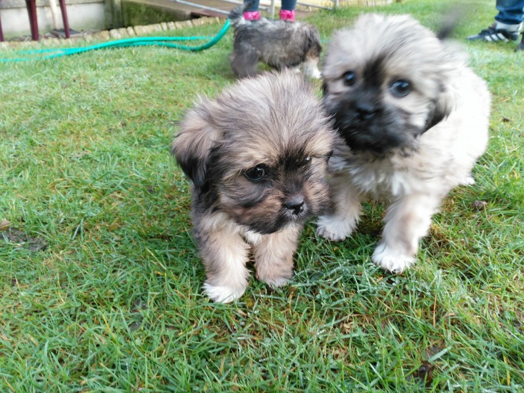 Lhasa Apso Puppies (716) 402 8078 Image eClassifieds4u