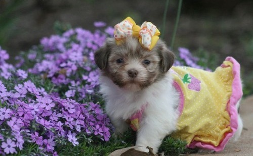 Lovely Havanese Puppy (716) 402 8078 Image eClassifieds4u