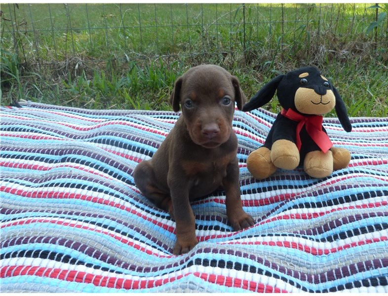 Loyal Doberman Pinscher Puppies (716) 402 8078 Image eClassifieds4u