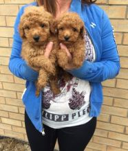 Beautiful Poodle Puppy (716) 402 8078 Image eClassifieds4U