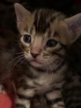 Bengal kittens Image eClassifieds4u 3