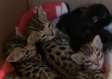 Bengal kittens Image eClassifieds4u 2