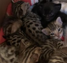 Bengal kittens Image eClassifieds4u 4