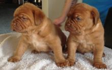 Pure Bred Dogue De Bordeaux Puppies (716) 402 8078 Image eClassifieds4U