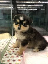 We got two Pomsky puppies. Image eClassifieds4U