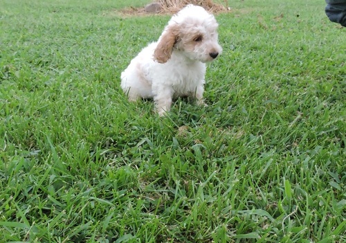 Maltipoo Puppies Ready For New Home (716) 402 8078 Image eClassifieds4u