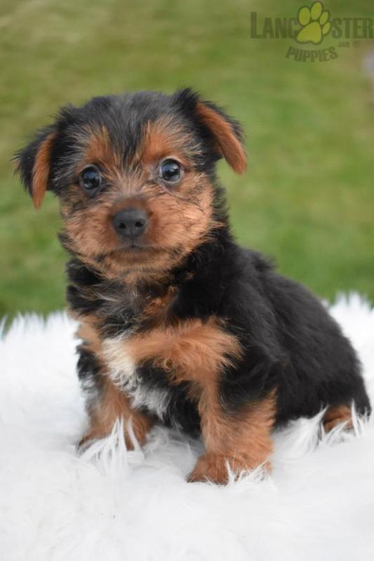 Sweet little Yorkie puppy 8722557043 Image eClassifieds4u