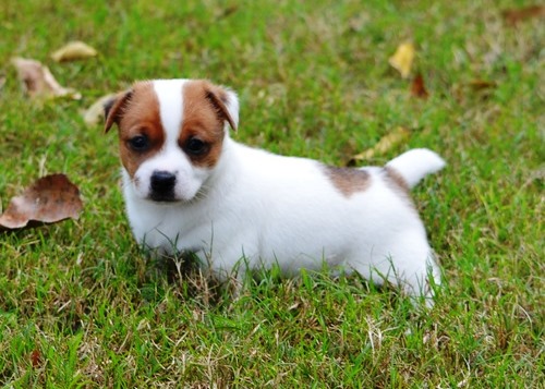 Beautiful True Black/White Jack Russel Male (716) 402 8078 Image eClassifieds4u