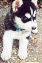 Affectionate Blue Eyes Siberian Husky Pups