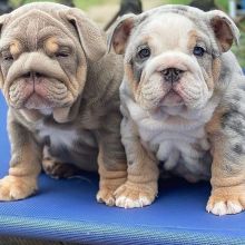 English Bulldog puppies to good homes