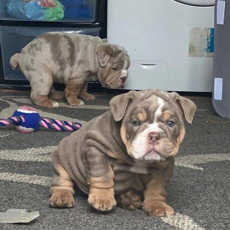 English Bulldog puppies to good homes Image eClassifieds4u