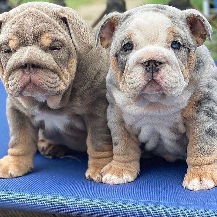 English Bulldog puppies to good homes Image eClassifieds4u