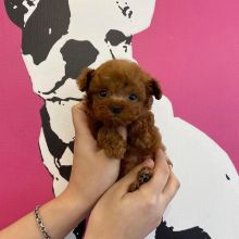 Red Toy Poodle Boys text to 289 460 1453