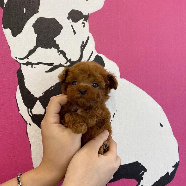 Red Toy Poodle Boys text to 289 460 1453 Image eClassifieds4u