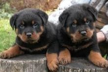 11 weeks old Rottweiler Puppies for Adoption