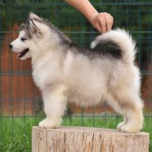 Alaskan Malamute puppies for sale